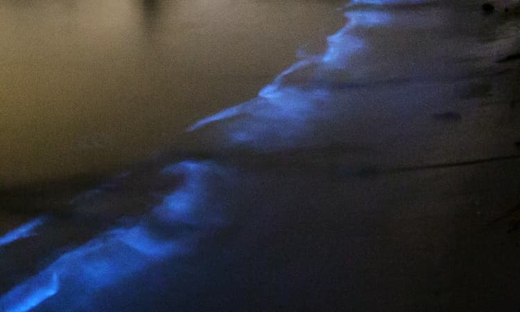 Sea sparkle micro-organisms give off a magical blue glow at South Holland beaches