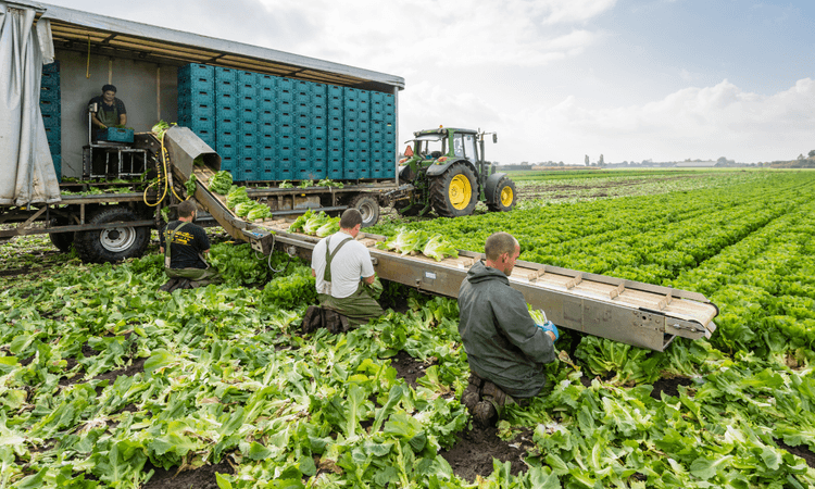 Increased number of non-EU migrants receiving work permits in the Netherlands