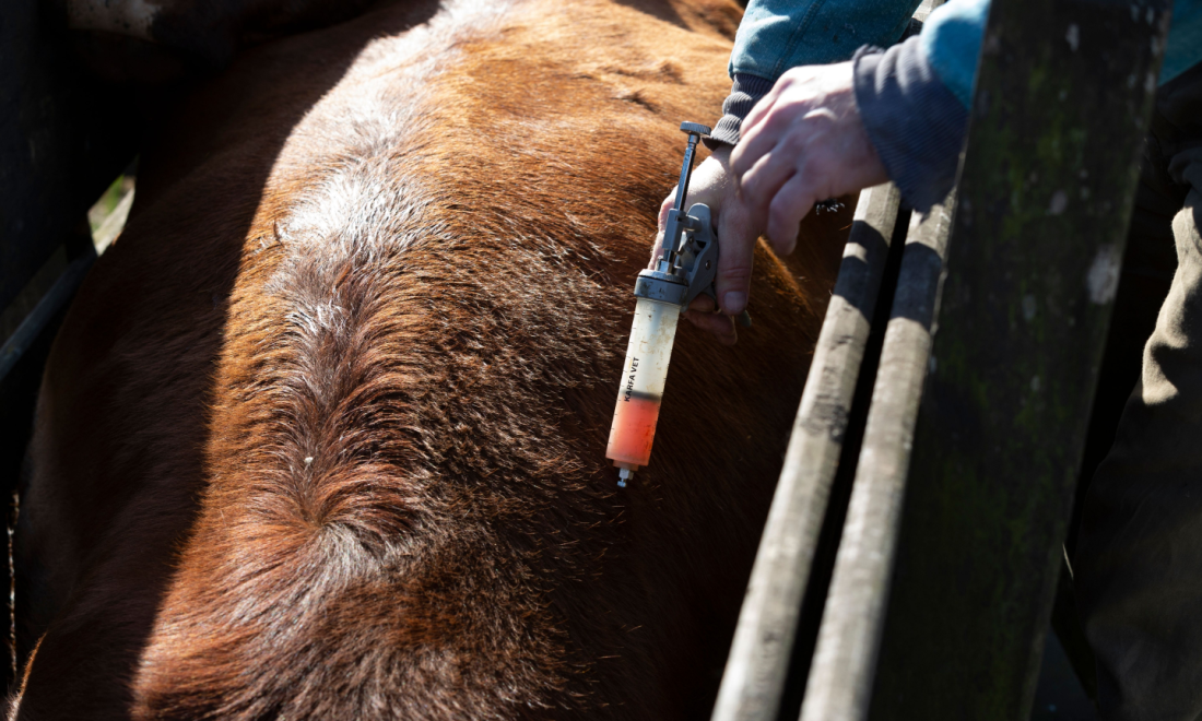 German beef banned in UK as search continues for foot-and-mouth origin