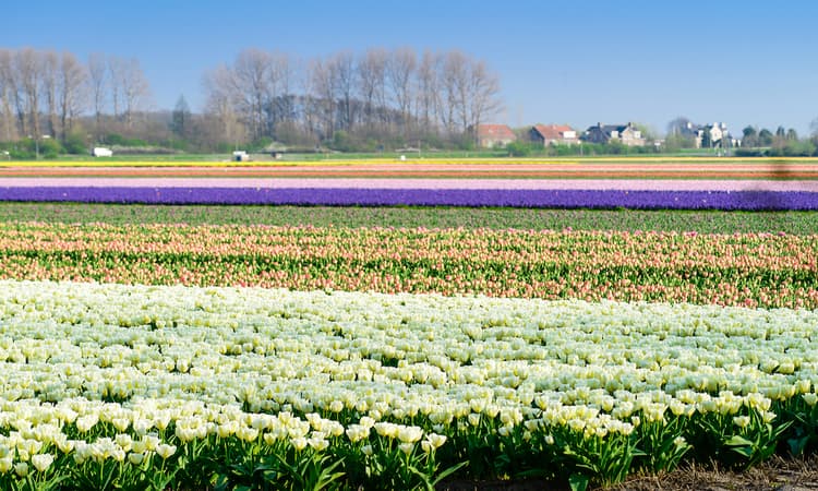 [Video] How tulip bulbs are harvested