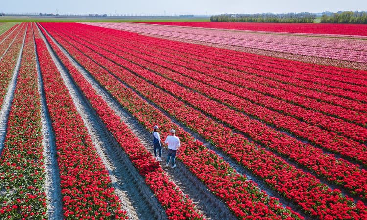The Netherlands ranked one of Europe’s most popular expat destinations