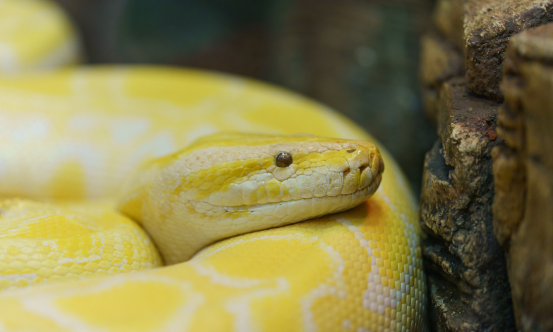 German police receive panic call over albino python