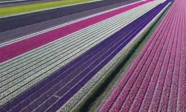 Drone footage celebrates colours, scale of Dutch flower fields