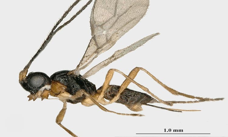 New species of wasp discovered in Vondelpark