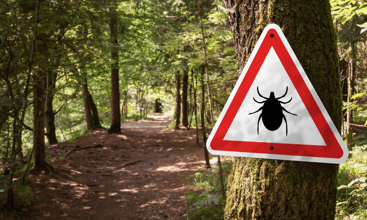 What you need to know about ticks in the Netherlands