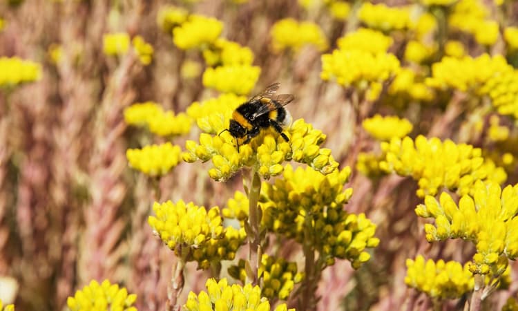From bus stops to bee stops: one Dutch city is going the extra mile