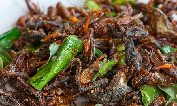 Insect snacks coming to Dutch supermarkets