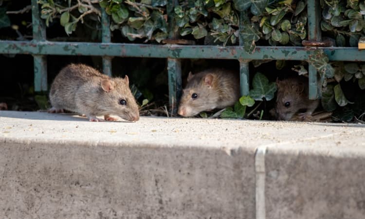 Experts want Amsterdam residents to live alongside rats, not kill them