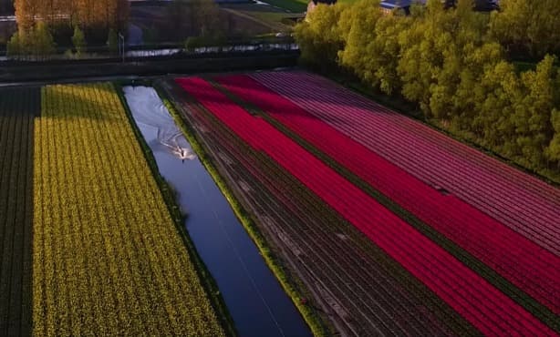 Wakeboarding between the flower fields