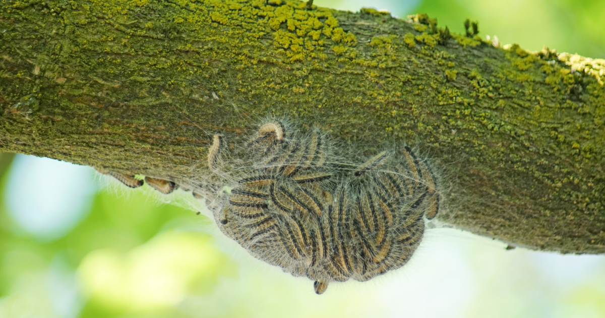 Rising number of oak processionary caterpillars cause nuisance in Dutch cities