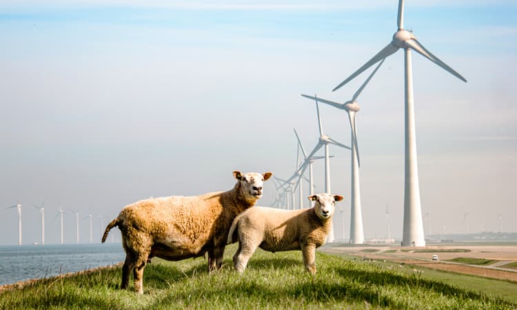 Better late than never: The Netherlands meets 2013 wind energy target