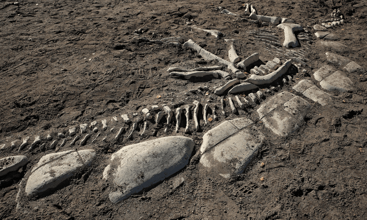 Newly discovered dinosaur species displayed at Dutch museum