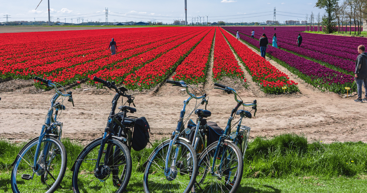 5 ways to celebrate spring in the Netherlands