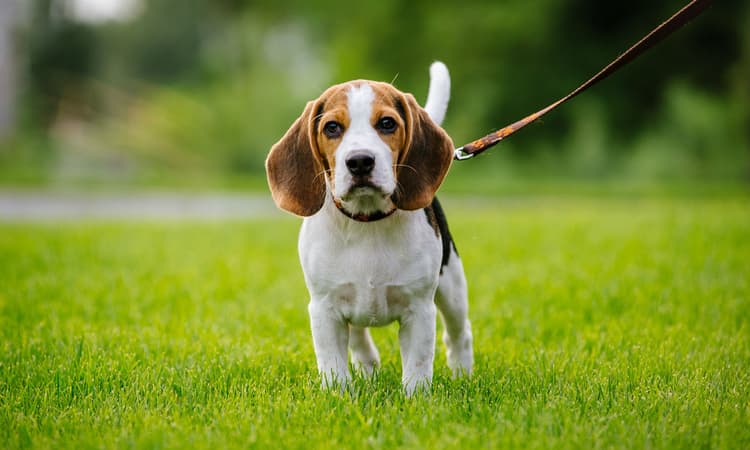 Tips on getting a dog in the Netherlands