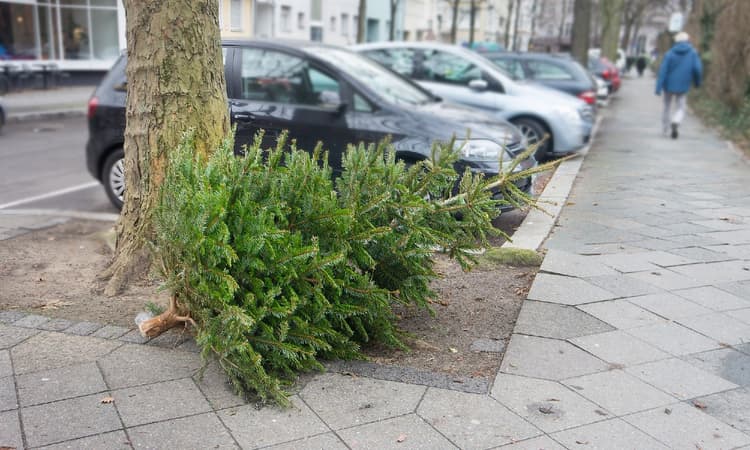 How to dispose of your Christmas tree