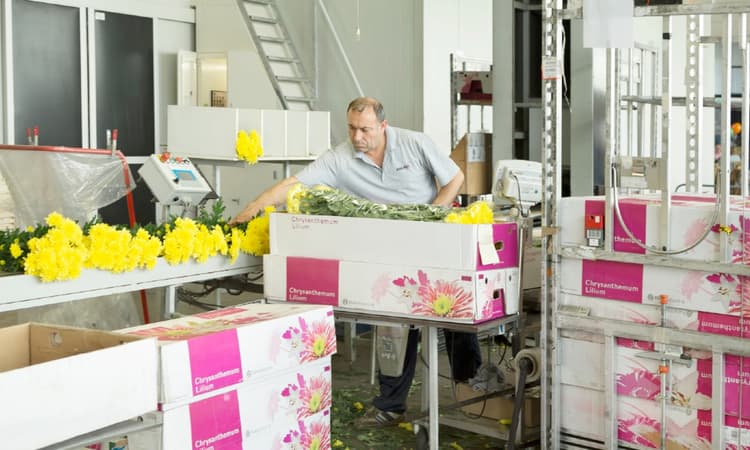 Dutch government unveils new rules for workers and businesses