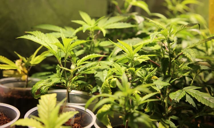 10 Dutch municipalities to participate in government-grown weed pilot