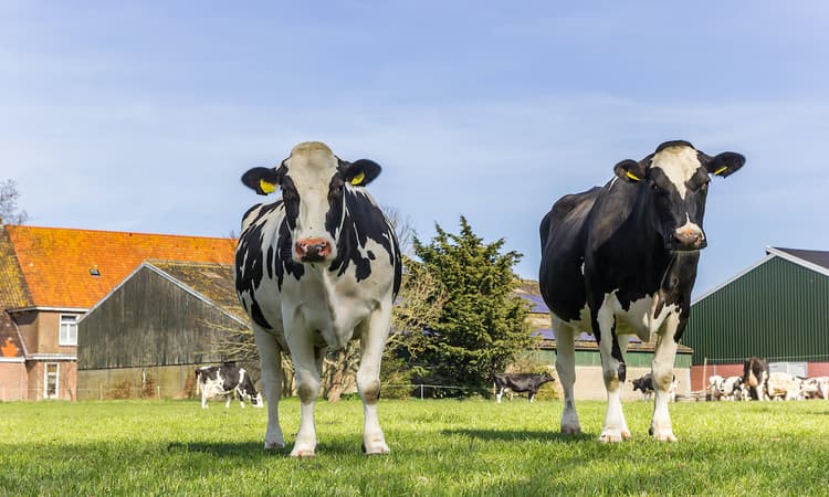 [Video] The unusual Dutch wellness trend travelling the globe