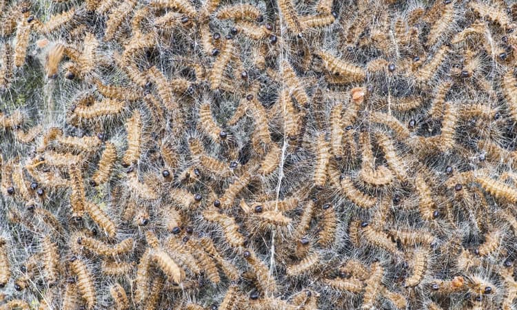Poisonous caterpillar: More Dutch municipalities to fight it with nature