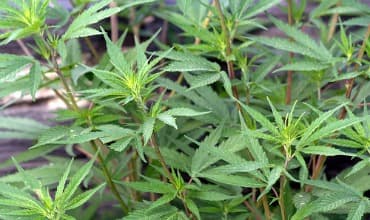 Personality of young adolescents connected to cannabis use