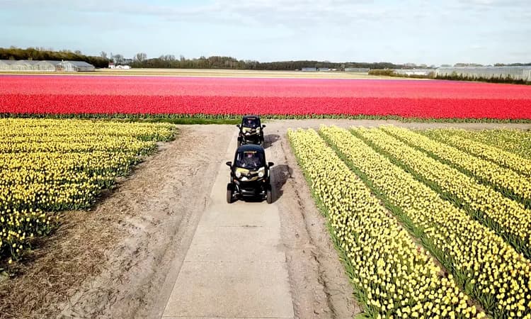 Take a tour of the Netherlands’ beautiful tulip fields