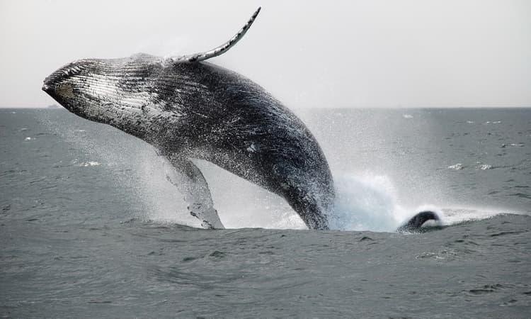 [Video] Rare footage of a whale captured off the coast of the Netherlands