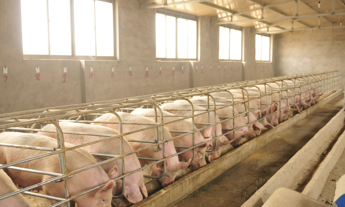 Germany introduces mandatory animal treatment label on meat packaging