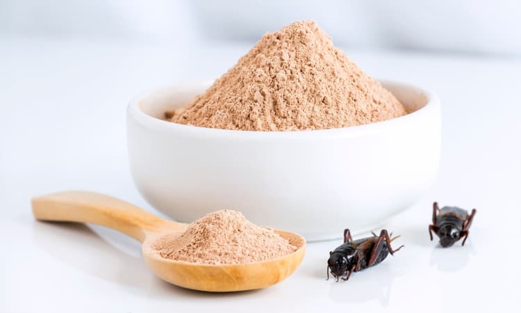EU passes new law, crickets now allowed as ingredient in supermarket foods