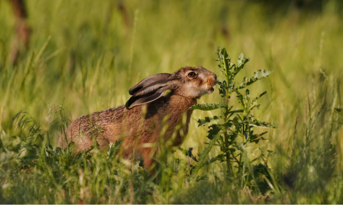 Brown hare population in Germany reaches all-time high