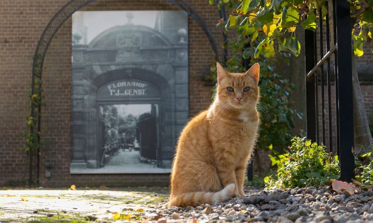 Tips on getting a cat in the Netherlands