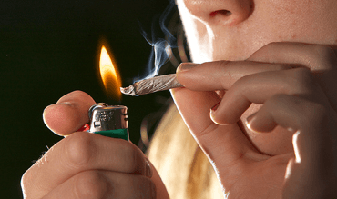 Utrecht seeks to regulate cannabis production
