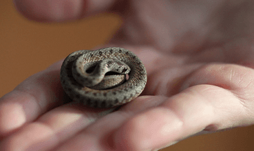 The Dutch 'Anaconda' challenge