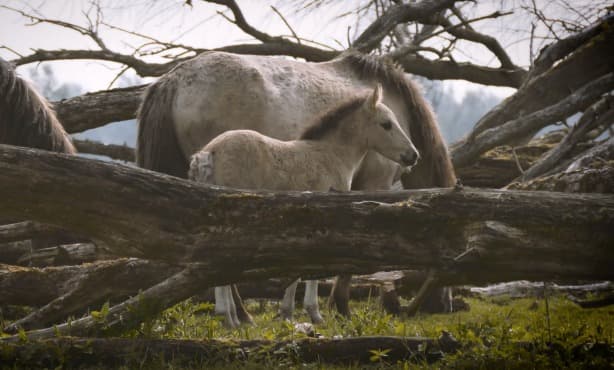 The Konik horses of Oostvaardersplassen