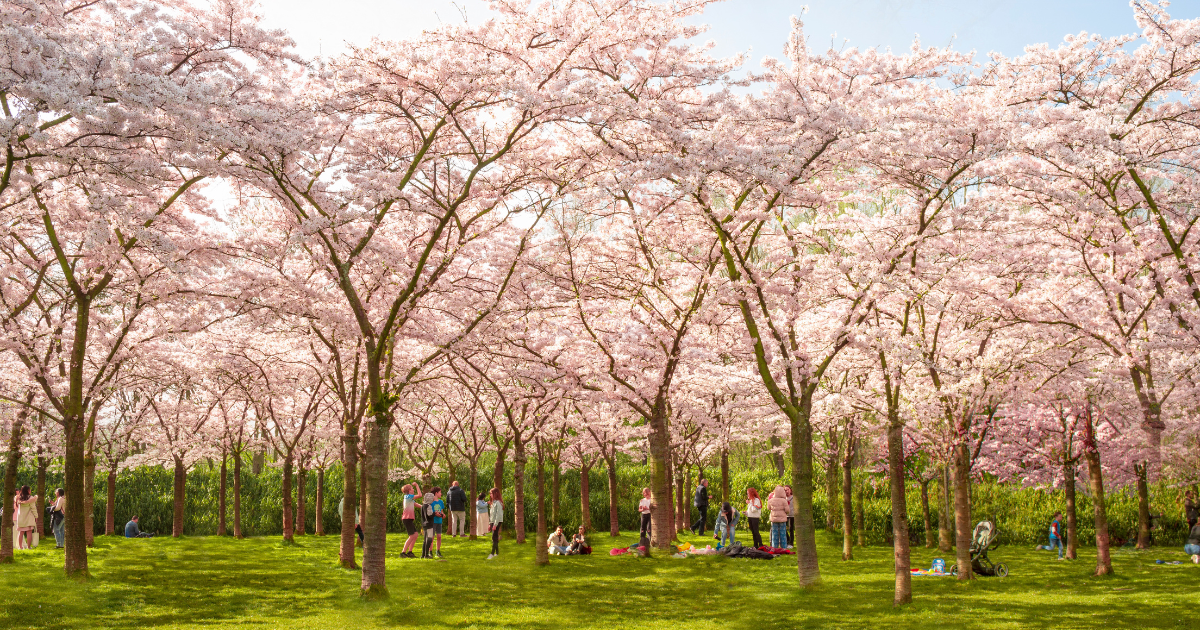 Get outside and enjoy cherry blossom season in the Netherlands