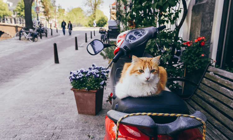 These were the most popular cat names in the Netherlands in 2024