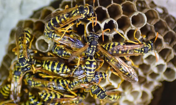 More wasp nests in the Netherlands compared to last year