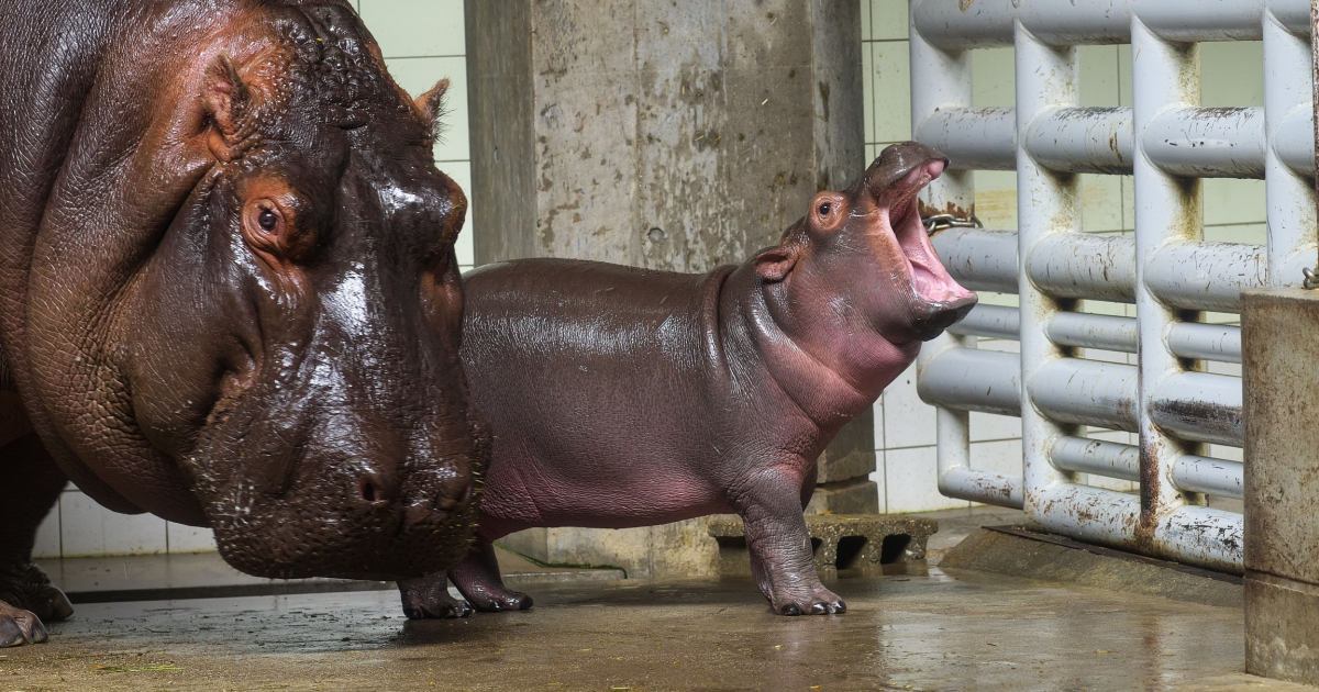 Internet star Toni the hippo to leave Berlin Zoo in August