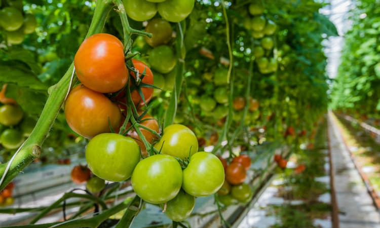 [Video] How the Dutch learned to feed the world 