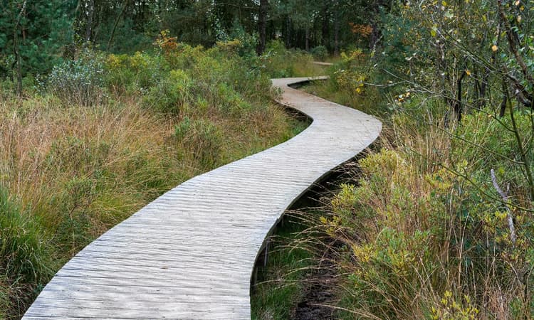 5 powerful benefits of walking mindfully in nature