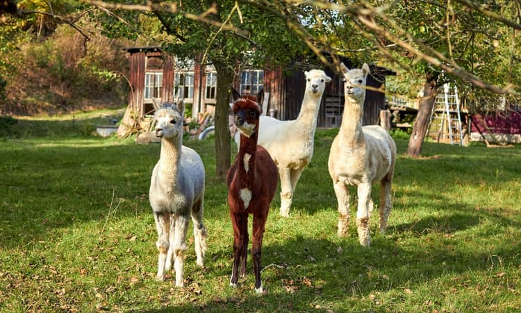 Why walk a dog, when you can walk an alpaca?