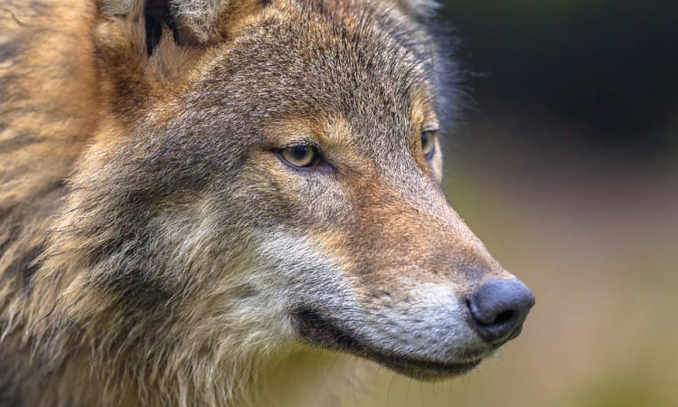 Unique images of wolf captured in the Dutch Veluwe