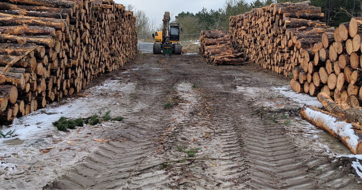 Dutch provinces fall behind on 2030 forest expansion targets