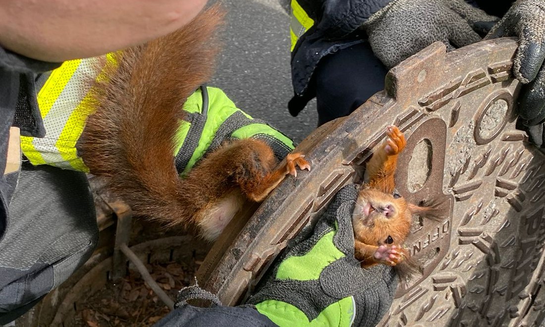 “Uncooperative” squirrel gets stuck in Dortmund manhole… again?