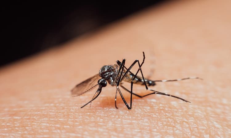 7 ways to prevent getting bitten by mosquitoes