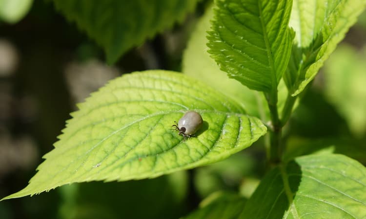 Dutch spring is here and so are the ticks- watch out!