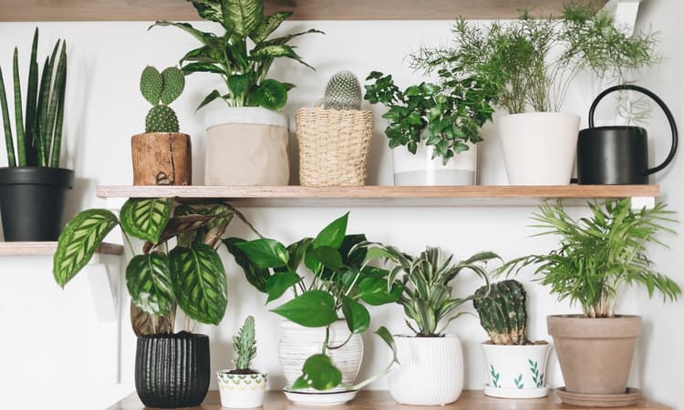 A plant hotel is opening at VU Amsterdam library