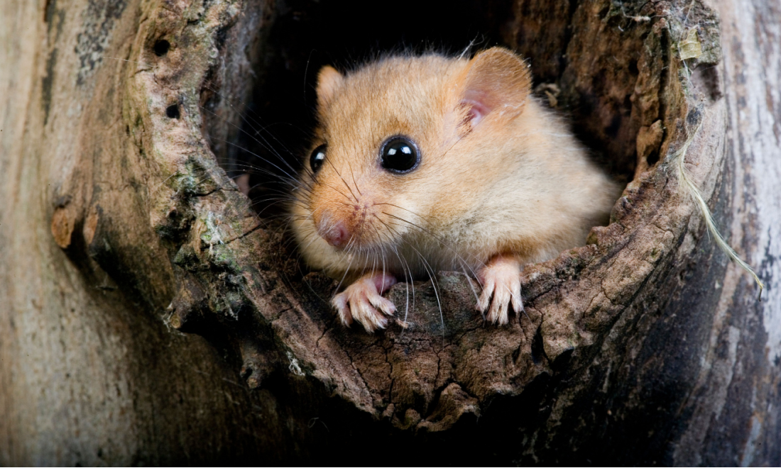 Mischievous mouse causes hours-long power cut at Frankfurt Airport