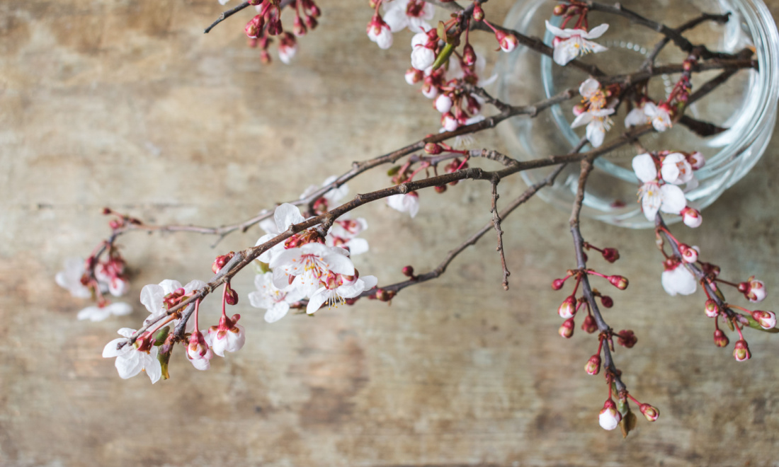 Barbarazweig: Why Germans cut a cherry branch on December 4 (Barbaratag)