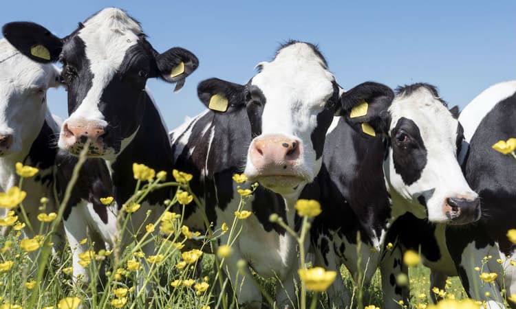 Relax! Cuddle with a cow!