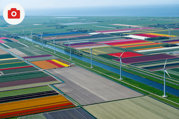 Amazing Photos of Tulip Fields in the Netherlands